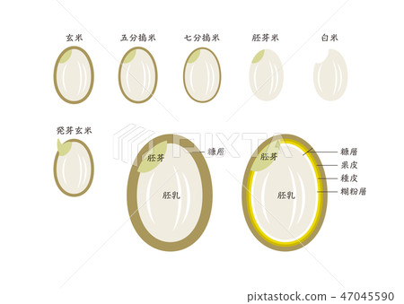 Detailed picture of rice Germinated with brown rice Detailed picture of rice Germinated with brown rice 47045590