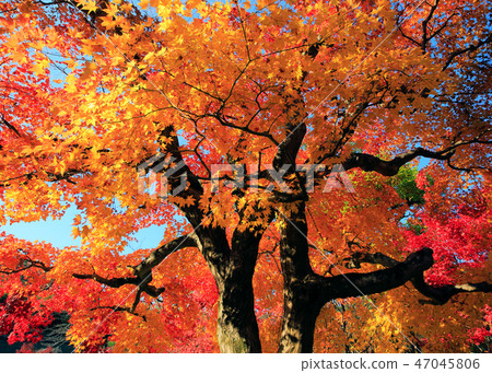 Autumn leaves of Nanno Buddha Temple 47045806