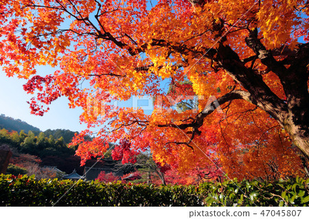 Autumn leaves of Nanno Buddha Temple 47045807