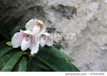 Endemic Specie of white orchids in the garden Endemic Specie of white orchids in the garden 47045900