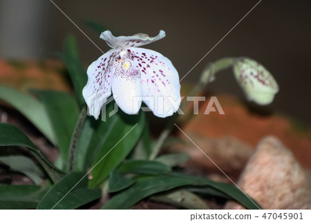 Endemic orchid Species name Ang-thong lady slipper Endemic orchid Species name Ang-thong lady slipper 47045901