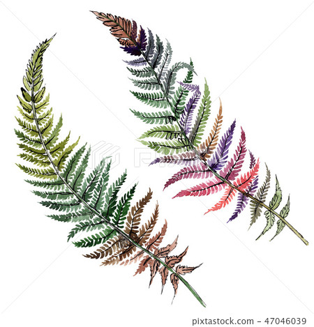 Fern green leaf. Plant botanical foliage. Watercolor background illustration set. Isolated fern 47046039