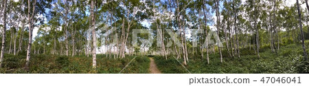 Trail panorama of white birch forest Trail panorama of white birch forest 47046041