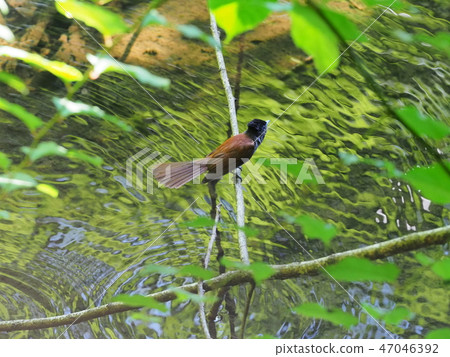 A female of San-kocho 47046392