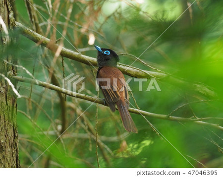 San-kocho的女性 47046395