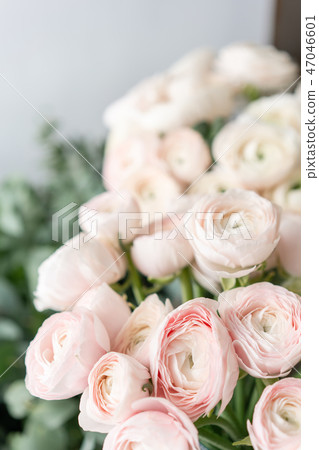 Persian buttercup in glass vases. Bunch pale pink ranunculus flowers light background. Wallpaper 47046601