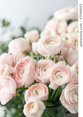 Persian buttercup in glass vases. Bunch pale pink ranunculus flowers light background. Wallpaper Persian buttercup in glass vases. Bunch pale pink ranunculus flowers light background. Wallpaper 47046603