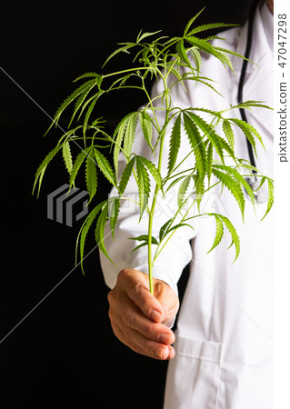 Hands holding marijuana leafs 47047298