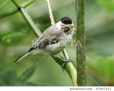 Kogara carrying nest material 47047452