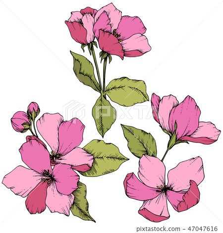 Vector Apple blossom floral botanical flower. Pink and green engraved ink art. Isolated flowers Vector Apple blossom floral botanical flower. Pink and green engraved ink art. Isolated flowers 47047616