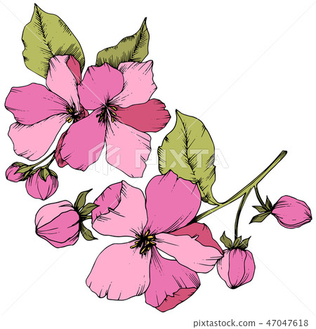 Vector Apple blossom floral botanical flower. Pink and green engraved ink art. Isolated flowers Vector Apple blossom floral botanical flower. Pink and green engraved ink art. Isolated flowers 47047618