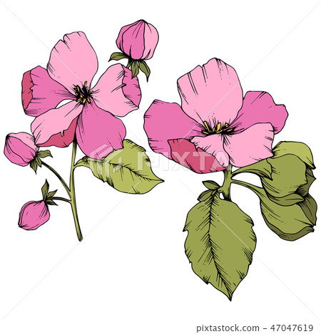 Vector Apple blossom floral botanical flower. Pink and green engraved ink art. Isolated flowers 47047619