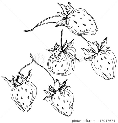 Vector Strawberry fruits. Black and white engraved ink art. Isolated strawberry illustration element 47047674