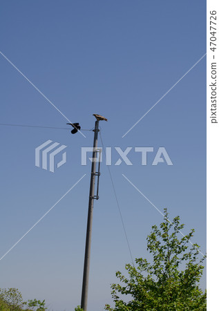 Telephone pole and birds 47047726