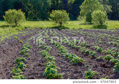 potato bushes on the garden in the village potato bushes on the garden in the village 47047903