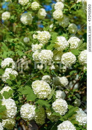 The blossoming guelder-rose in a spring garden. The blossoming guelder-rose in a spring garden. 47048060