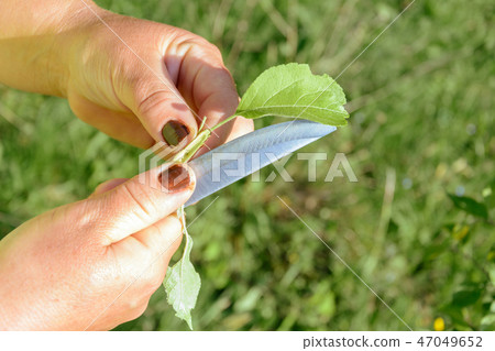 Okuling and inoculation of fruit tree Okuling and inoculation of fruit tree 47049652