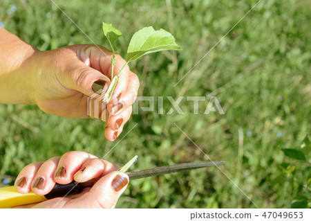 Okuling and inoculation of fruit tree in the Okuling and inoculation of fruit tree in the 47049653
