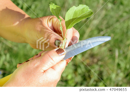 Okuling and inoculation of fruit tree Okuling and inoculation of fruit tree 47049655