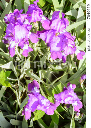 Group of purple irises in spring sunny day 47049659
