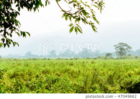 Inside view of Kaziranga National Park Assam India Inside view of Kaziranga National Park Assam India 47049662