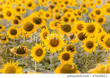 Full bloom sunflower field close up  47049821