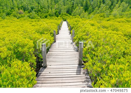 Wooden walking path over green mangrove 47049875