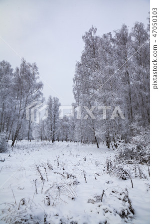 Beautiful birch forest after a snowfall. 47050103