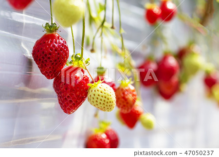 草莓房子草莓耕種草莓種植園草莓採摘圖像材料 草莓房子草莓耕種草莓種植園草莓採摘圖像材料 47050237