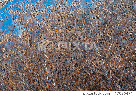 Kosendangusa組冬天 47050474