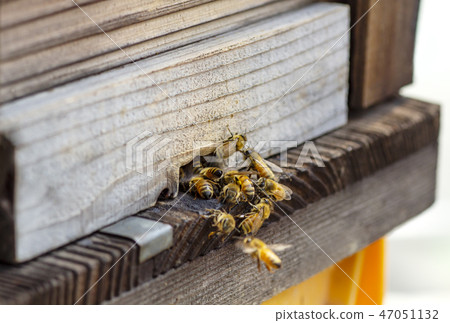 Bees and hive Bees to collect honey 47051132