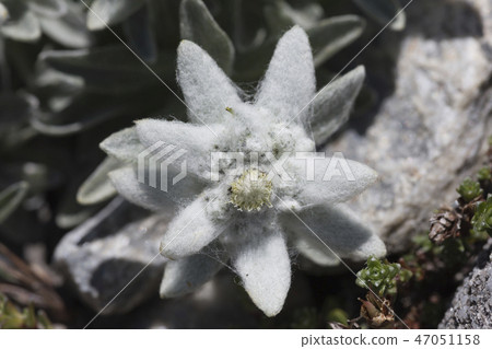Edelweiss in the mountains of Switzerland Edelweiss in the mountains of Switzerland 47051158