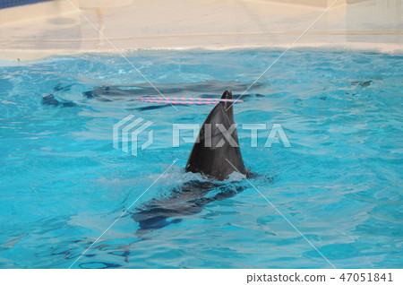 Dolphin's acrobatics Dolphin's acrobatics 47051841
