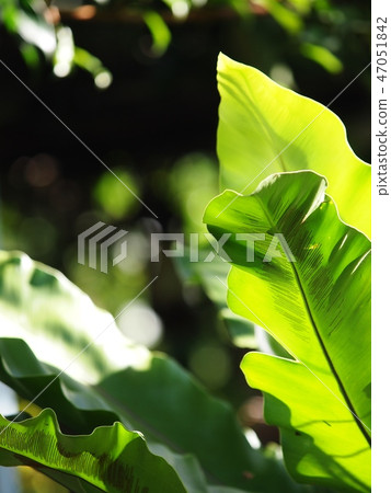 crop closeup on large green leaves tropical plant crop closeup on large green leaves tropical plant 47051842