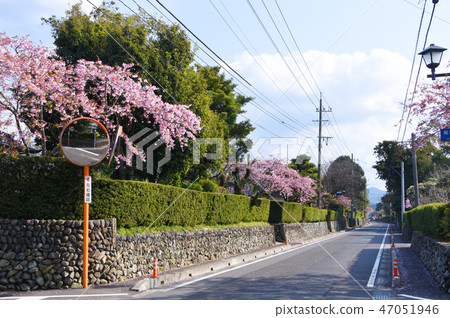 Cityscape with a cold cherry blossoms of Izumi City and Nodago 47051946