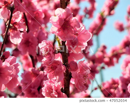 可愛的梅花 可愛的梅花 47052034