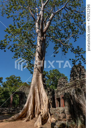 [World Heritage] Angkor Archaeological Site Banteay Kdei's Spouan Tree 47052296