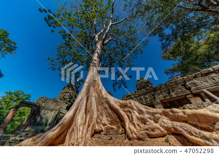 [世界遺產]吳哥考古遺址Banteay Kdei的Spouan Tree 47052298