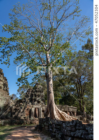 [World Heritage] Angkor Archaeological Site Banteay Kdei's Spouan Tree 47052304