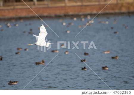 Kosagi's flight Kamisu city Kaminoike 47052350