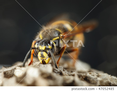 Wasp portrait Wasp portrait 47052485