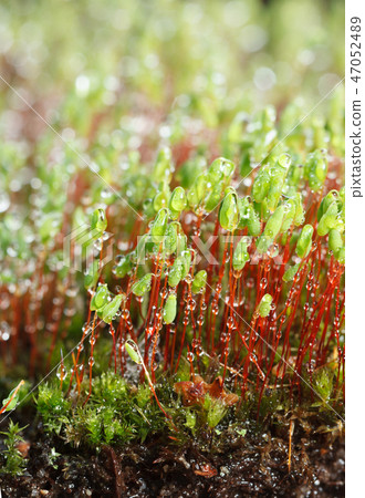 Macro of wet moss 47052489