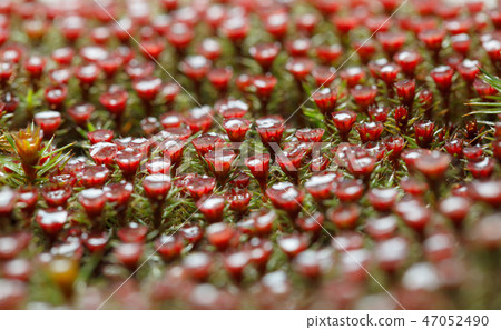 Rain drops on blooming moss 47052490