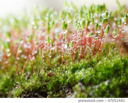 Macro of mossy slope 47052491