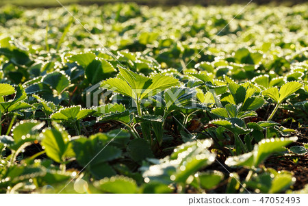 Strawberry field at summer morning Strawberry field at summer morning 47052493