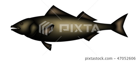 裸蓋魚 裸蓋魚 47052606