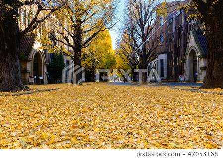 Ginkgo leaves on road, autumn season in japan Ginkgo leaves on road, autumn season in japan 47053168