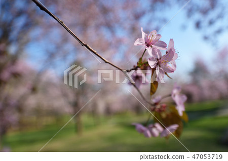 北海道（Obihiro-Miyagaoka Park）的櫻花 47053719