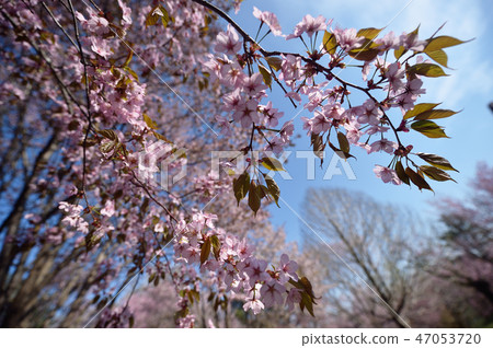 北海道(Obihiro-Miyagaoka Park)的櫻花 北海道(Obihiro-Miyagaoka Park)的櫻花 47053720