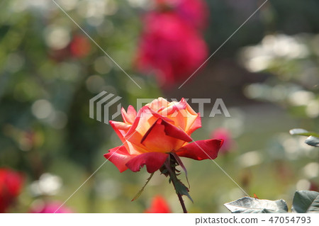 Arao City Ominous Citizen Flower Bed Rose Flower, 47054793